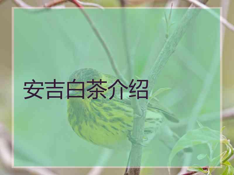 安吉白茶介绍