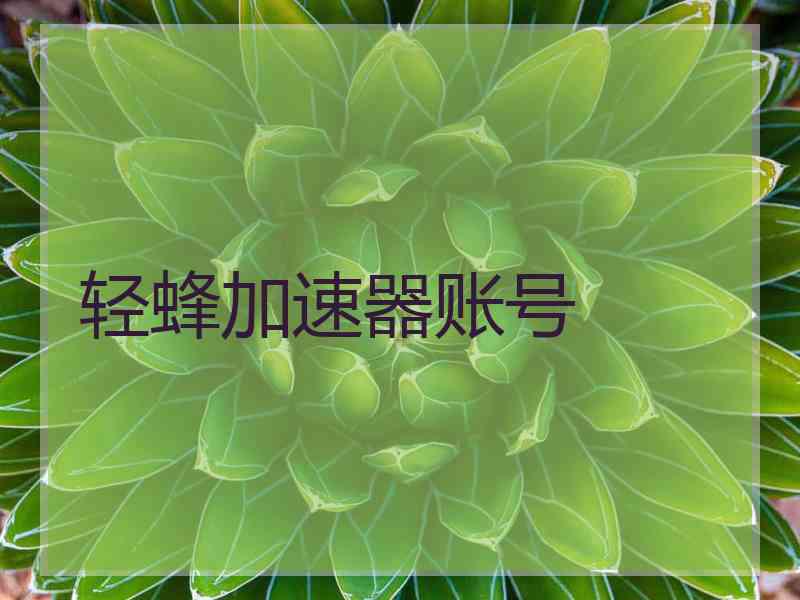 轻蜂加速器账号