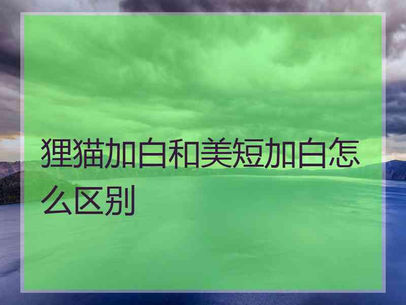 狸猫加白和美短加白怎么区别