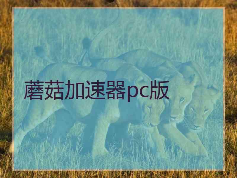 蘑菇加速器pc版