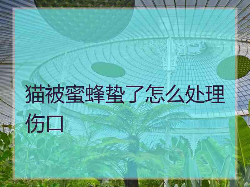 猫被蜜蜂蛰了怎么处理伤口