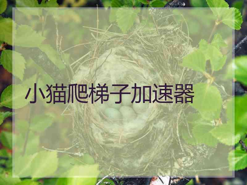 小猫爬梯子加速器