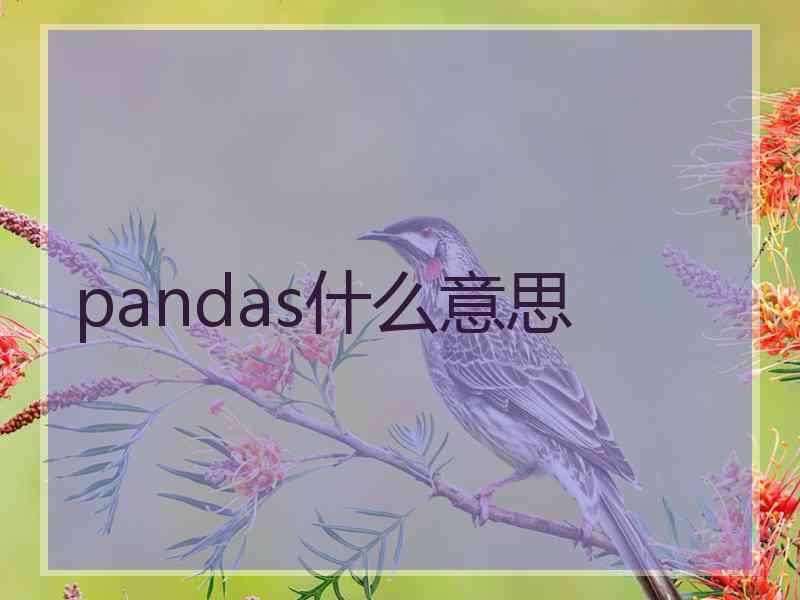 pandas什么意思