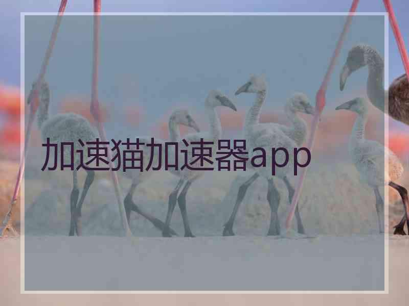 加速猫加速器app