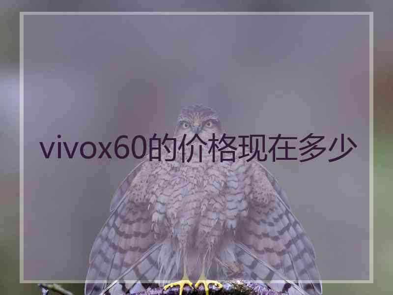 vivox60的价格现在多少