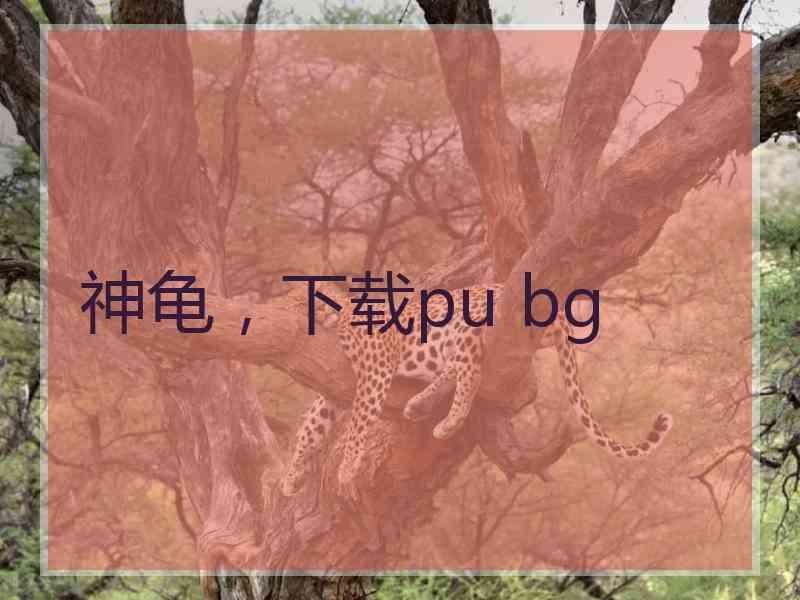 神龟，下载pu bg