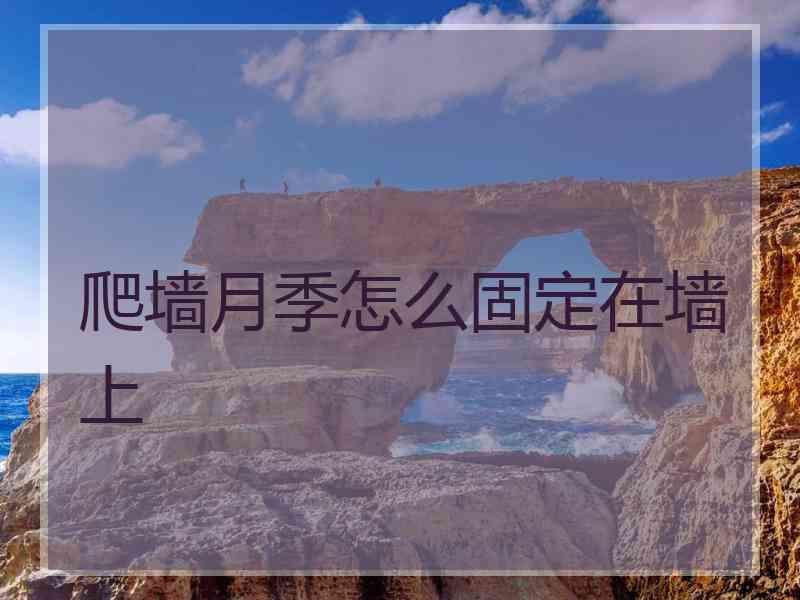 爬墙月季怎么固定在墙上